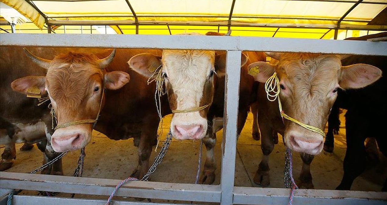 bakanlik duyurdu 24 ilde hayvan pazarlari yeniden acildi jdcSGw9k