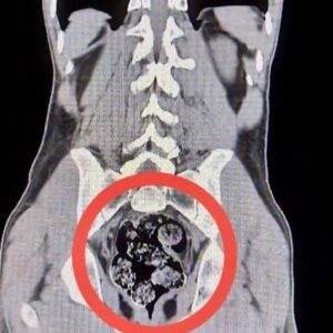 karsta operasyon iranli kuryenin makatindan uyusturucu cikti lticwIsY