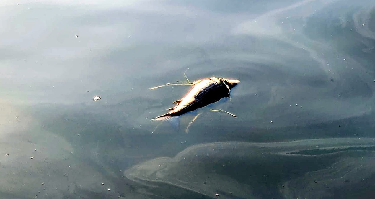 korfezde ani balik olumleri tedirgin etti QIaOk8QM