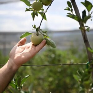 meyve agaclari icin sicaklik onerileri THd3fcb6