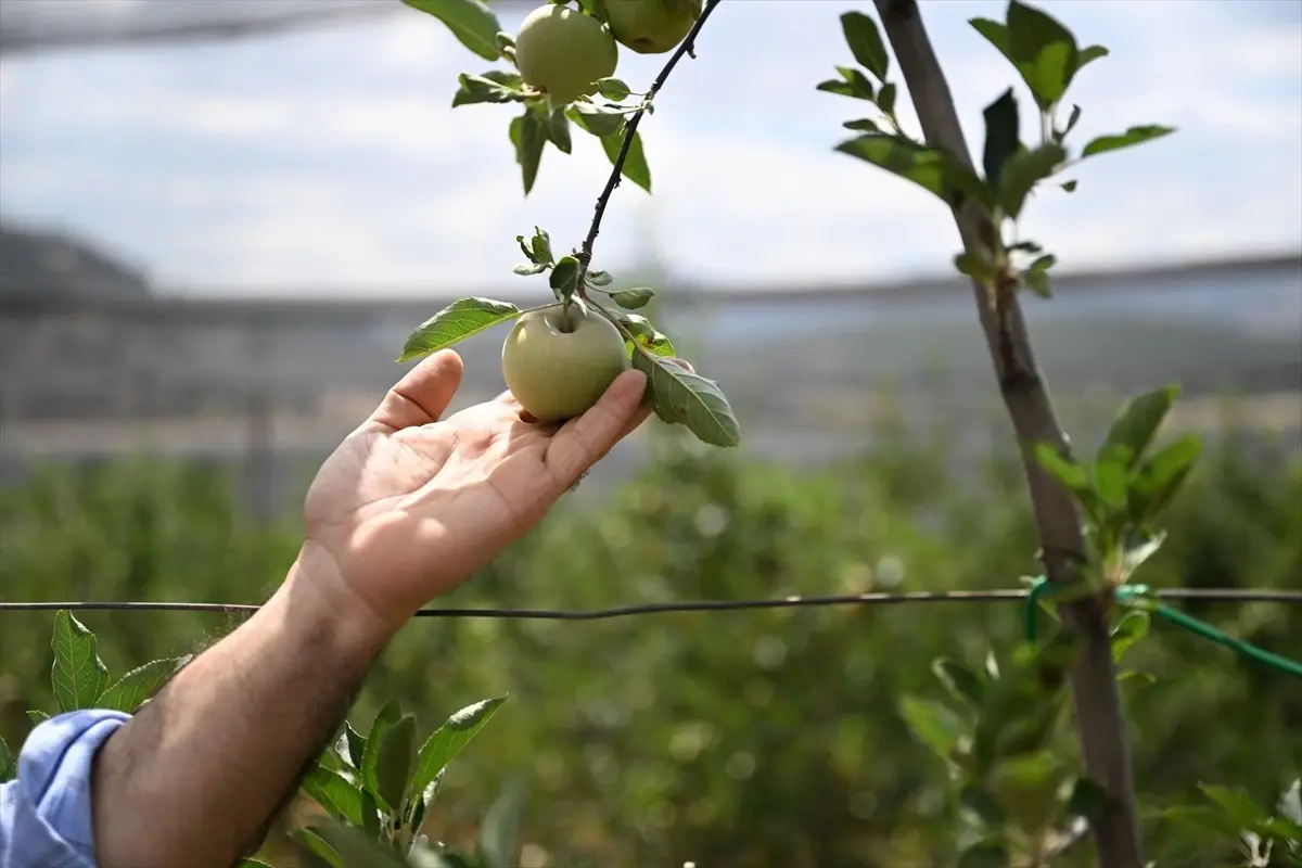 meyve agaclari icin sicaklik onerileri THd3fcb6