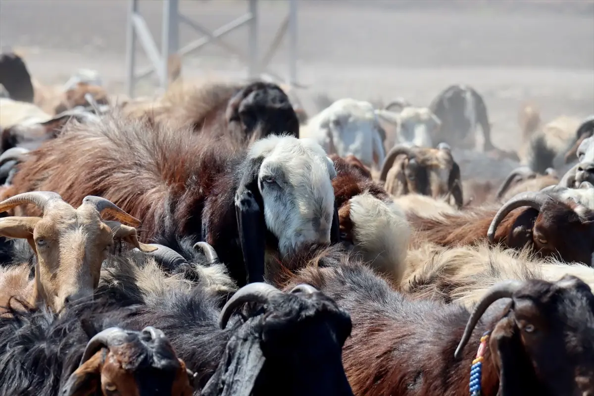 depremden sonra hayvanciliga yeniden basladi USOVfw13