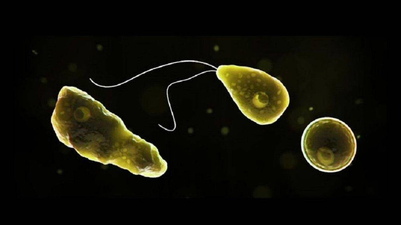 hindistanda beyin yiyen amip alarmi 19 olum vakasi bildirildi wbku4LBK