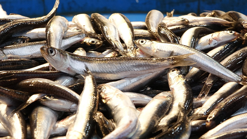 turkiye hamsi ihracatindan 8 ayda 99 milyon dolar kazandi jtc6qf6W