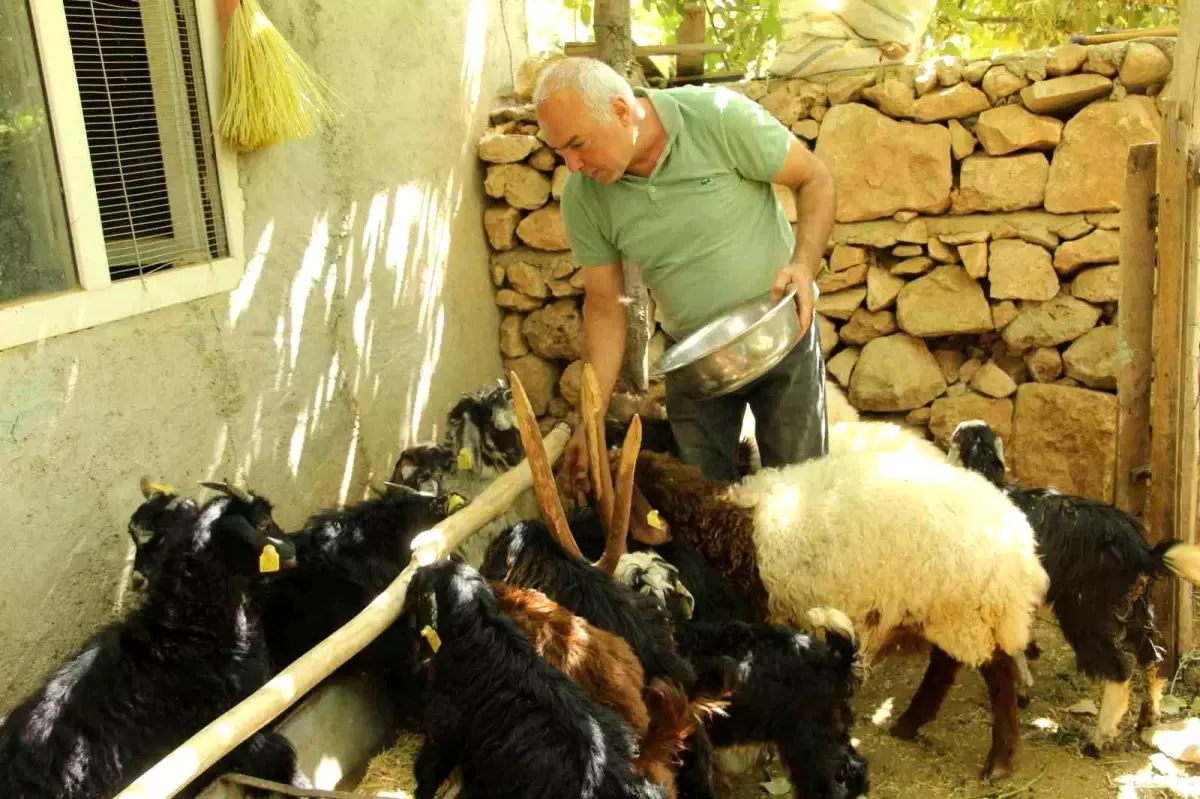 eski hukumlu tahir keskin is kur destegiyle 200 keci surusune ulasti 1KpmP2SH.jpg