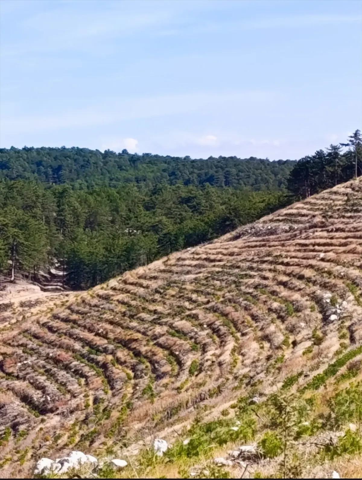 nallihanda yangin sonrasi 2 milyon fidan dikildi AOUsTGtU