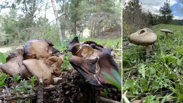 uzmanindan kritik uyari sonbaharda mantar zehirlenmelerine dikkat I288mljA