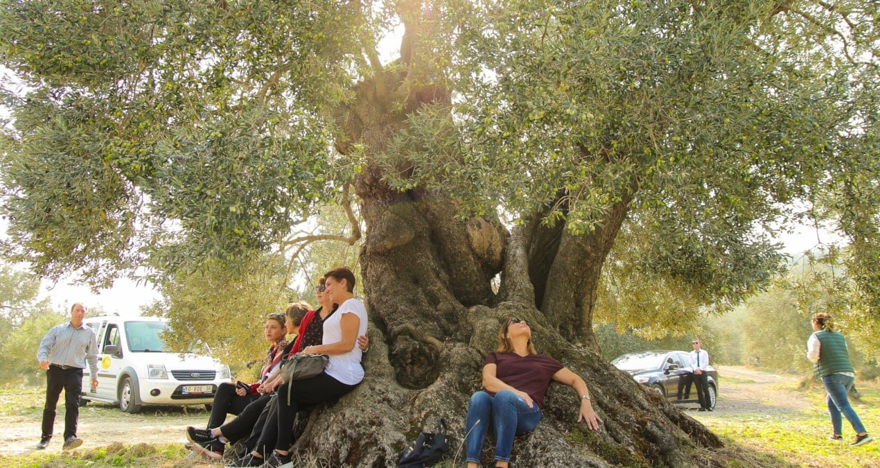 zeytin cenneti tedirgin 39FwyHkv.jpg