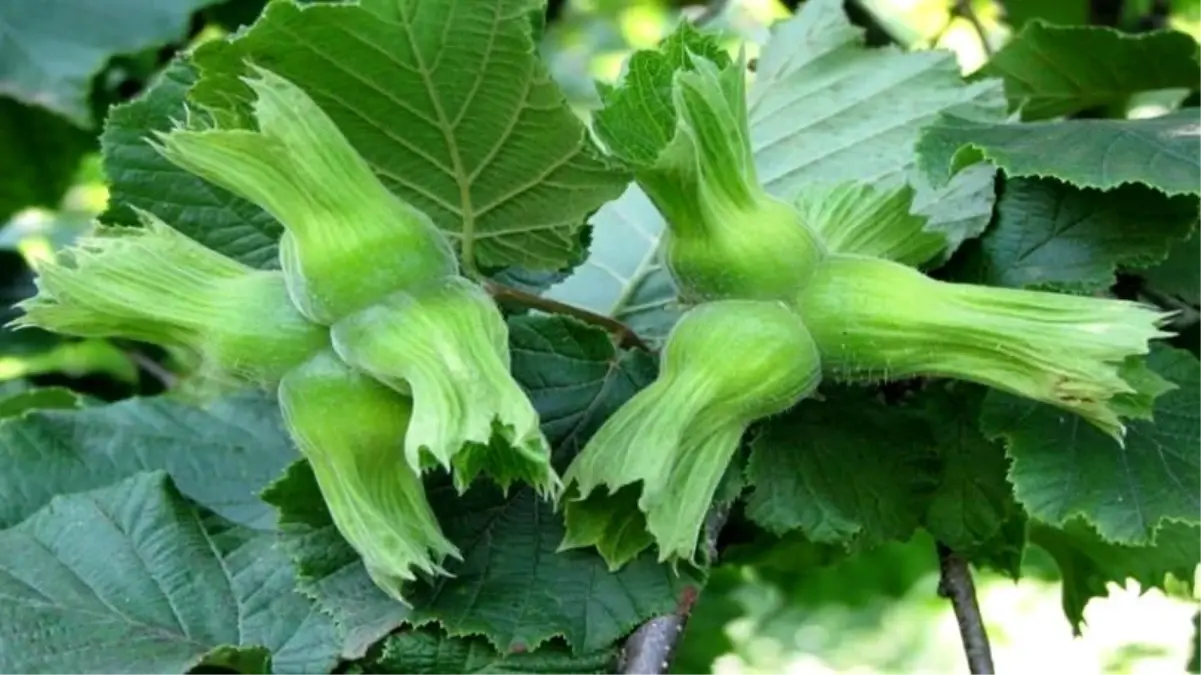 duzceden findik ihracati MdQ9k1AD.jpg