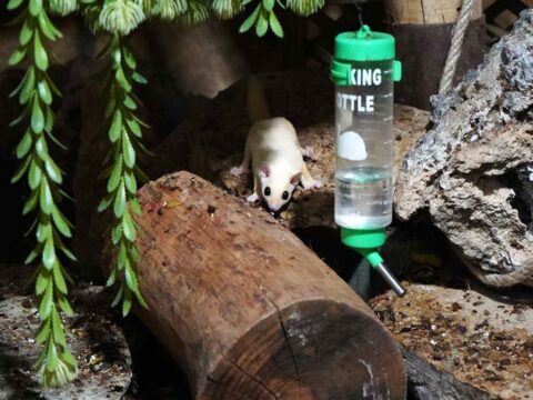 Antalya’da ‘uçan sincaplar’ için özel rehabilitasyon süreci başladı