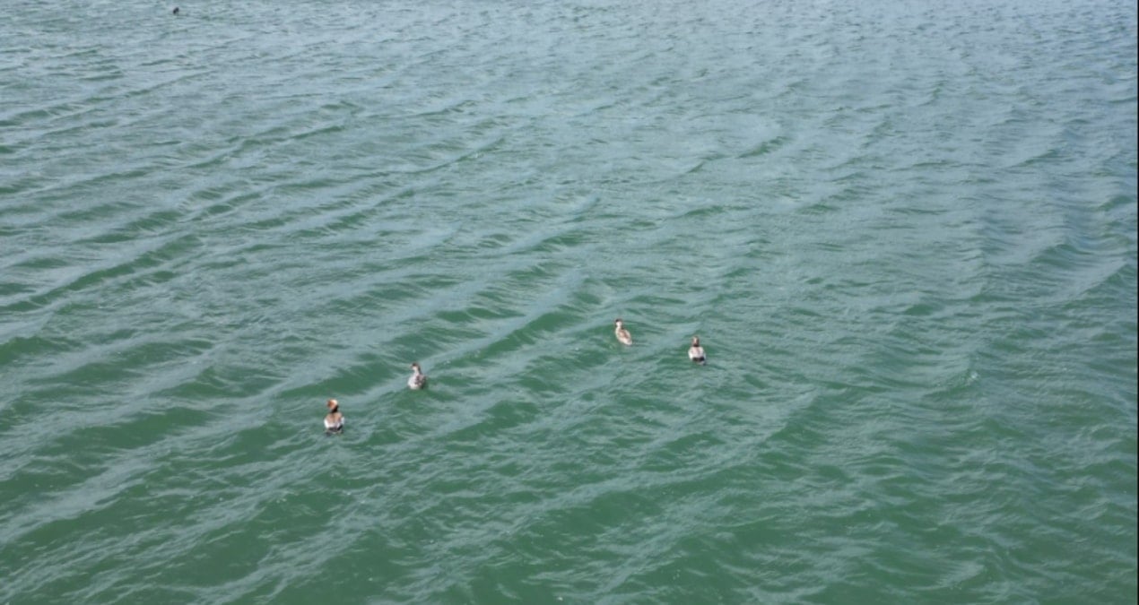 Sivas’ta 8 Elmabaş Ördeği Görüntülendi: Şarkışla’da Doğanın Keyfi